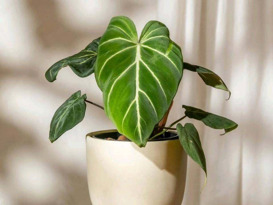 5 Tanaman dengan Daun Berbentuk Hati yang Bercorak untuk Jadi Koleksi