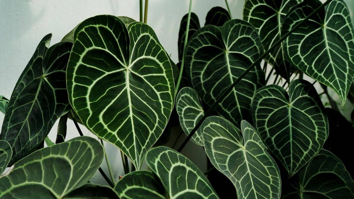 ilustrasi anthurium