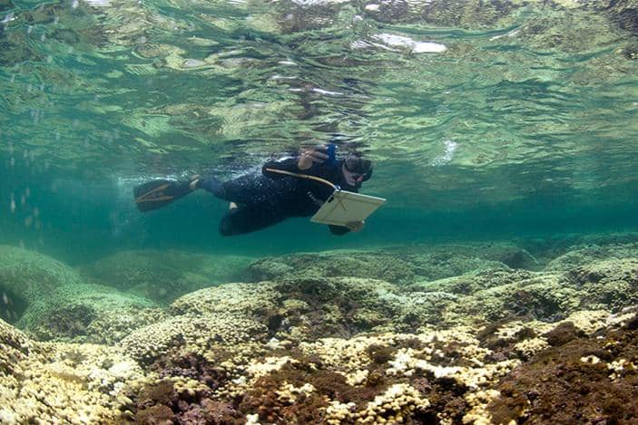 pemutihan karang di Hawaii