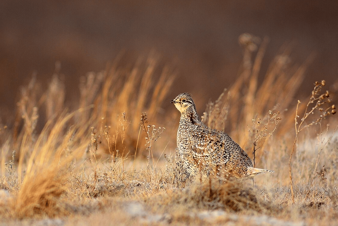 grouse ekor tajam
