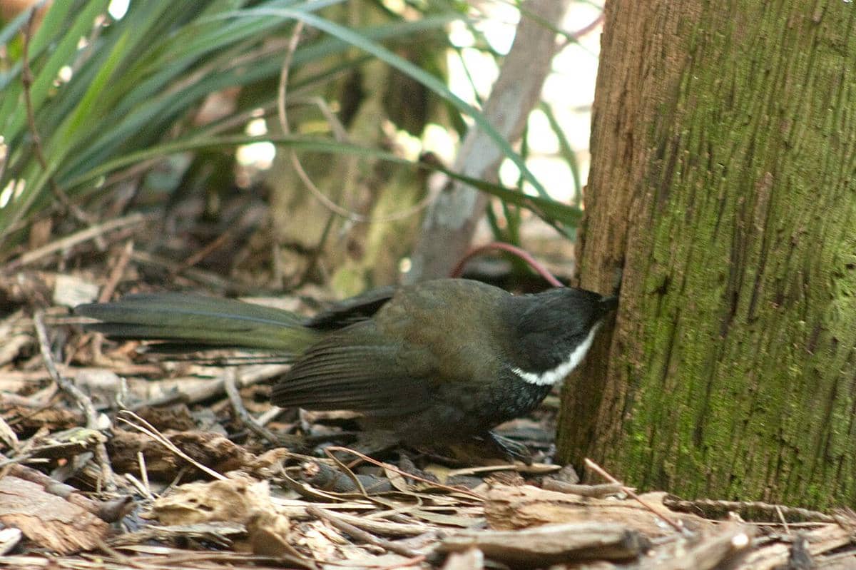 Burung cambuk timur (Psophodes olivaceus).