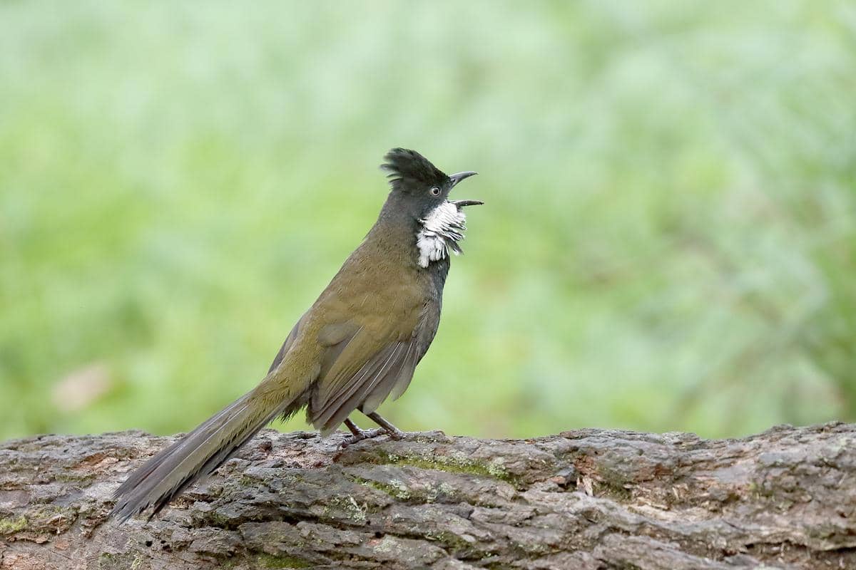 Burung cambuk timur (Psophodes olivaceus).