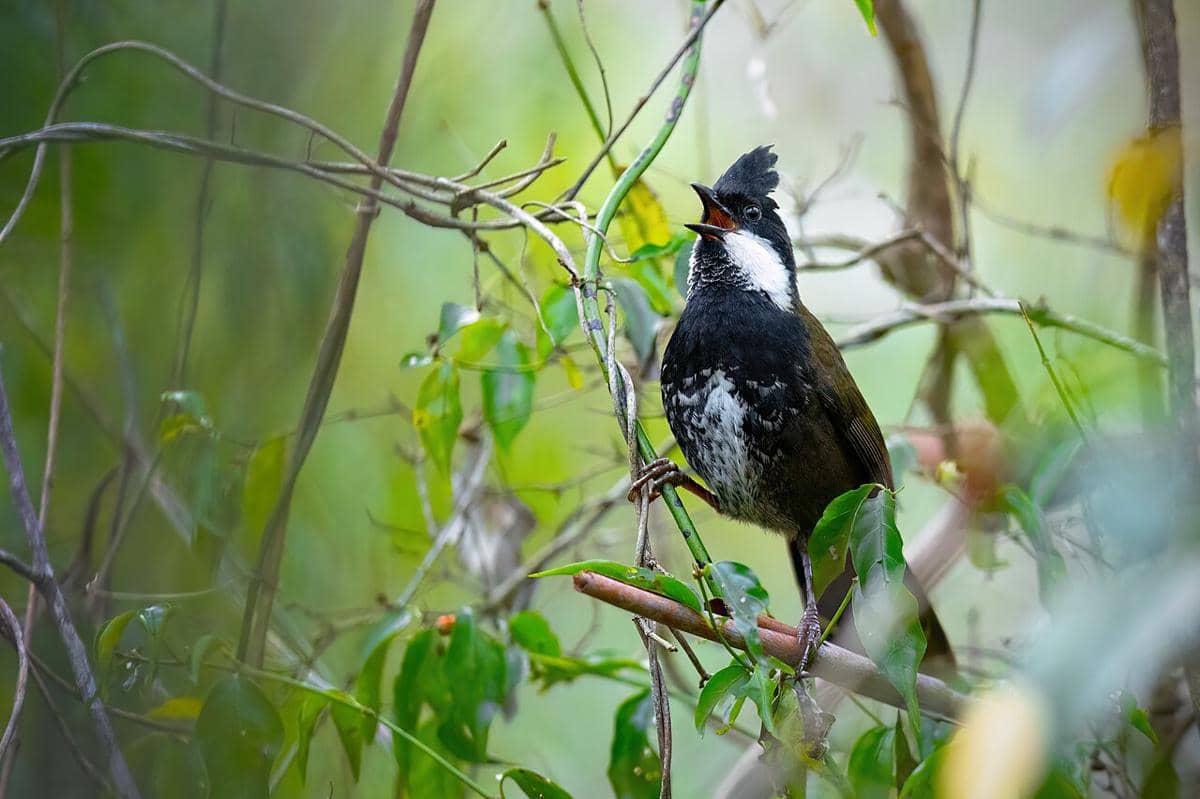 Burung cambuk timur (Psophodes olivaceus).