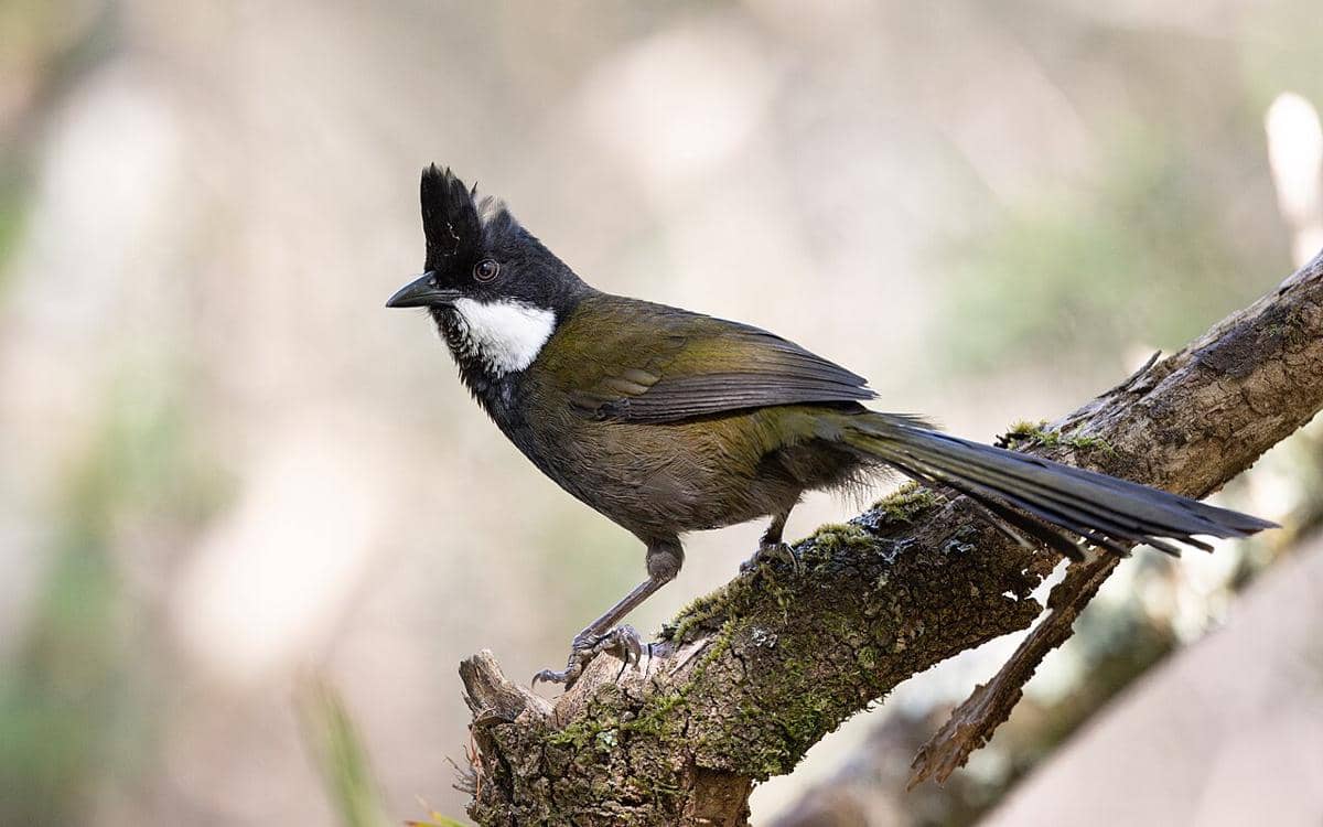 Burung cambuk timur (Psophodes olivaceus).