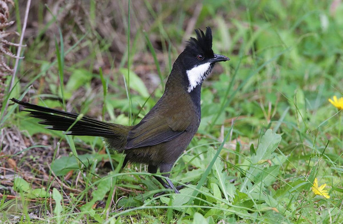 Burung cambuk timur (Psophodes olivaceus).