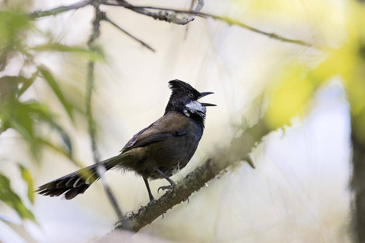 5 Fakta Burung Cambuk Timur, Suaranya Mirip Lecutan Cambuk