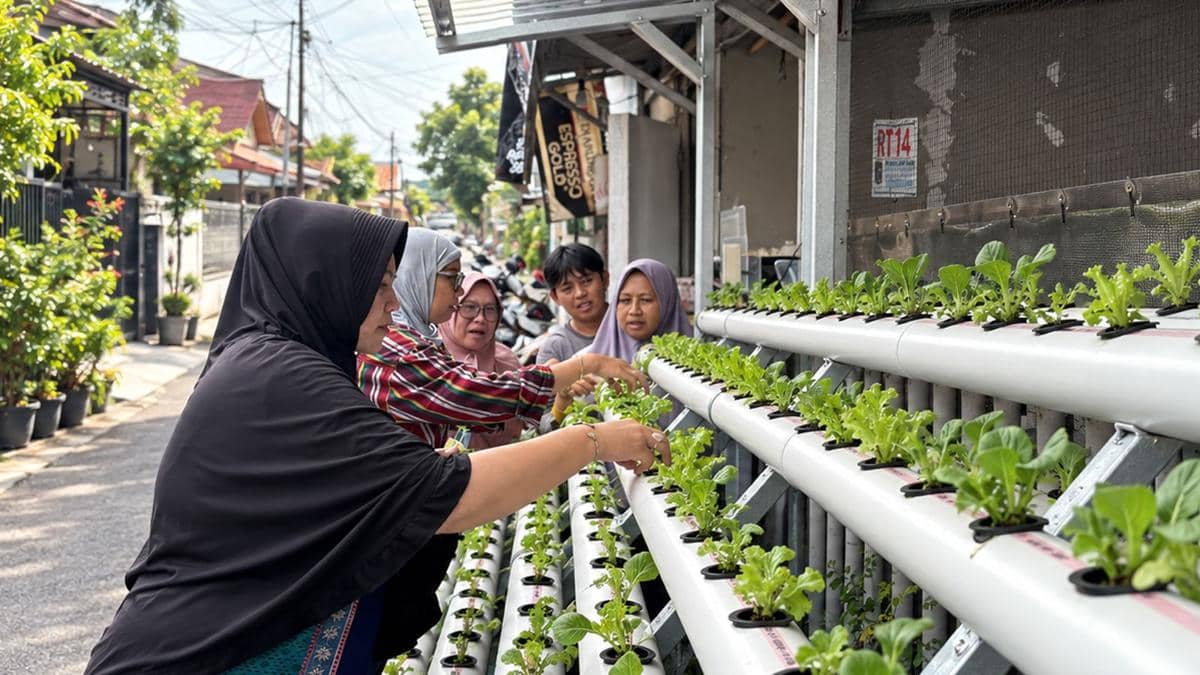 Dari Gang Sempit Jadi Kebun, PNM Dorong Nasabah Mekaar Mandiri Pangan