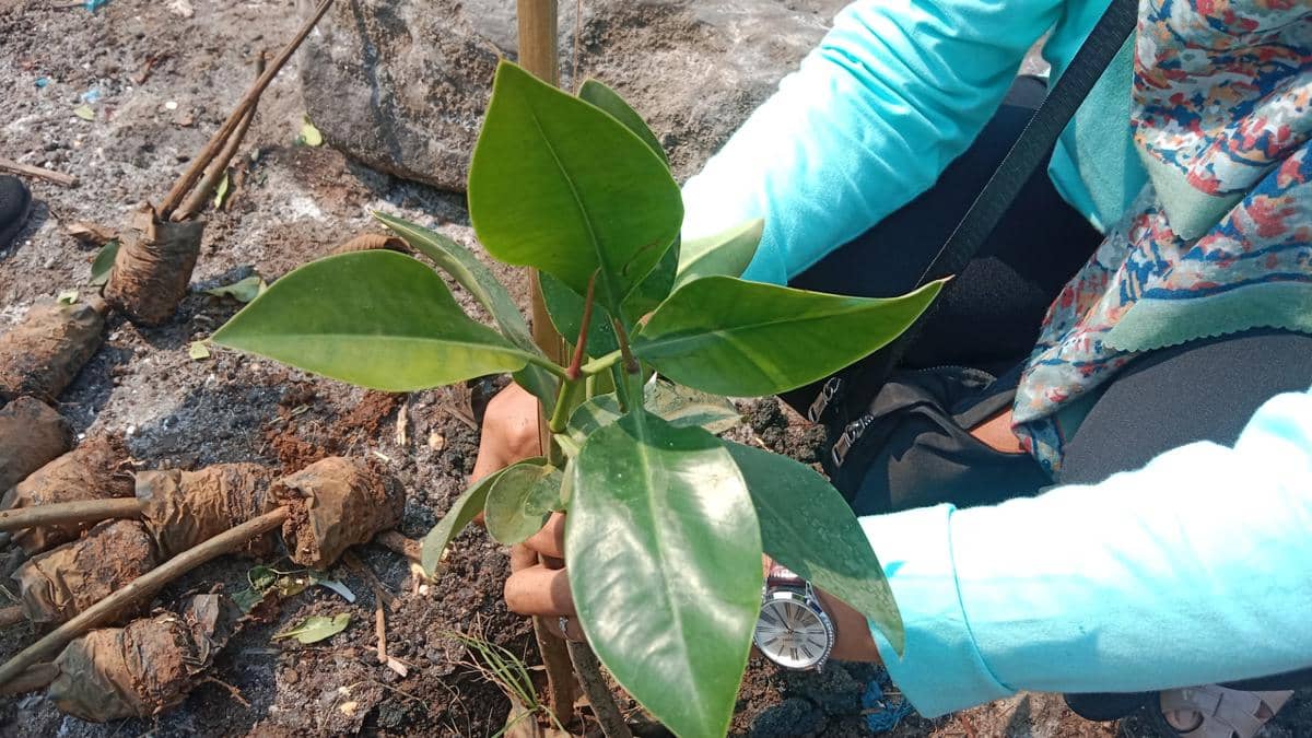 Garap Giant Sea Wall, BOPPJ Klaim Belajar dari Pokdarwis Brebes