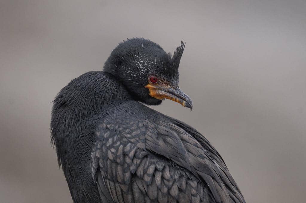 Burung Microcarbo coronatus