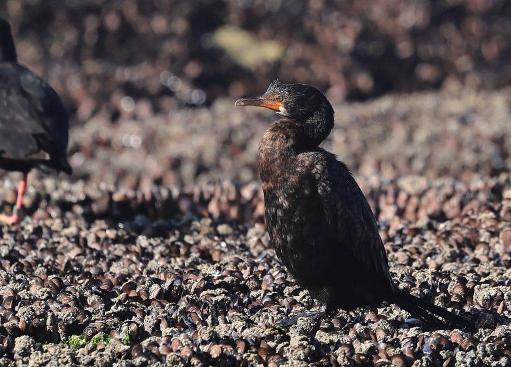 Burung Microcarbo coronatus