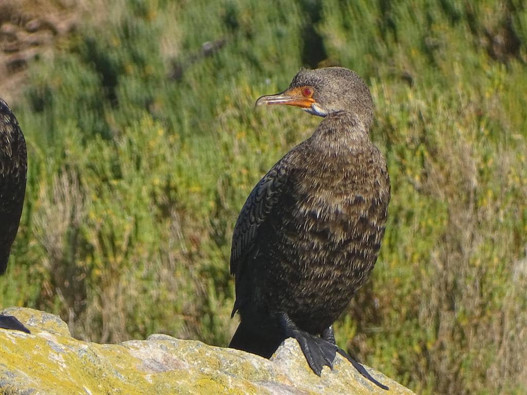 Burung Microcarbo coronatus