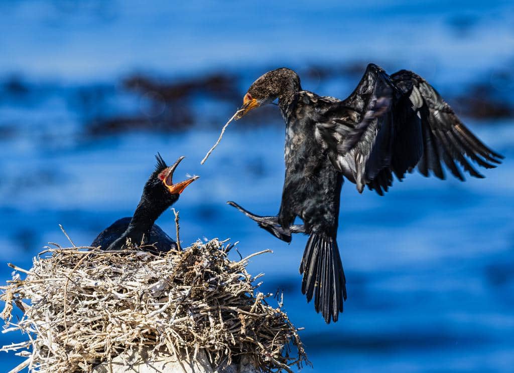 Burung Microcarbo coronatus