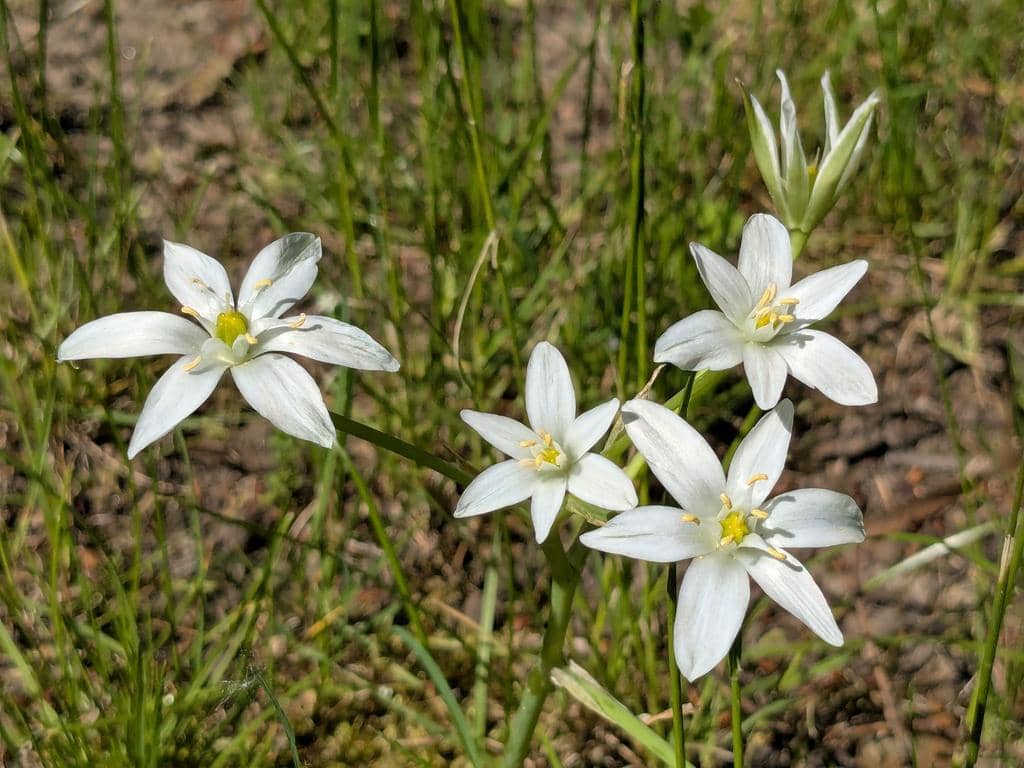 Bunga Ornithogalum umbellatum
