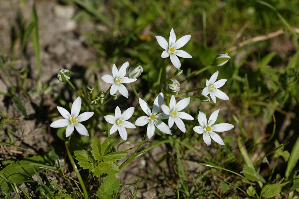 Bunga Ornithogalum umbellatum