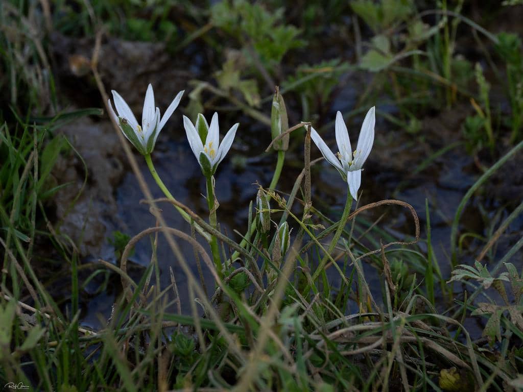 Bunga Ornithogalum umbellatum