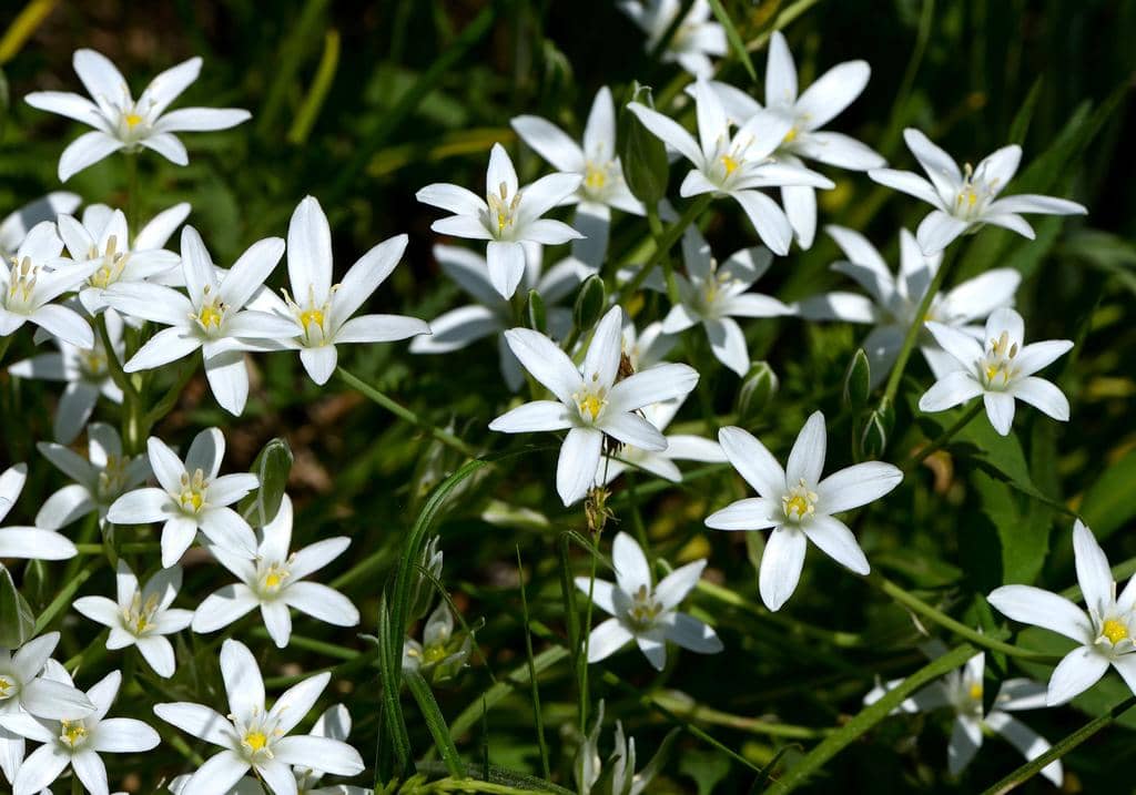 Bunga Ornithogalum umbellatum