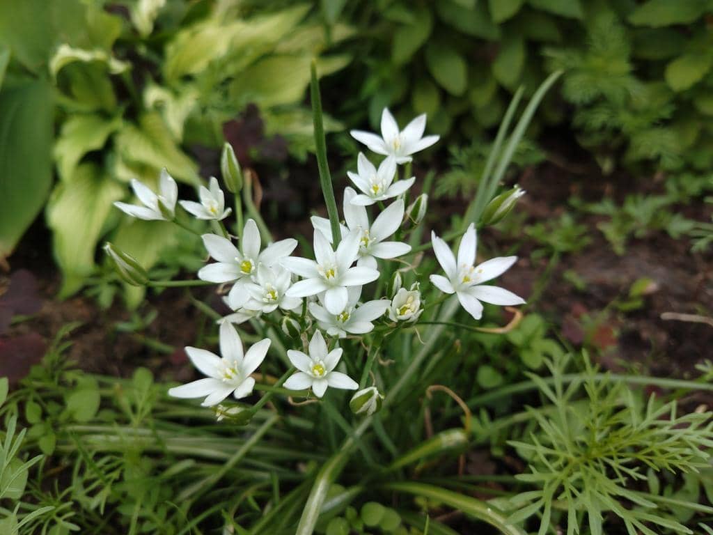 Bunga Ornithogalum umbellatum