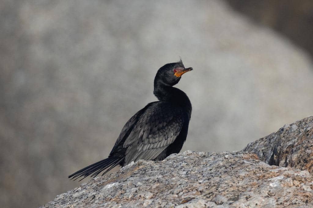 Burung Microcarbo coronatus
