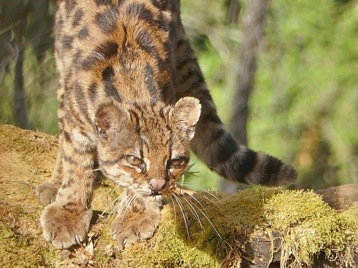 Leopardus pardinoides, kerabat dekat tilcayo yang terancam punah.