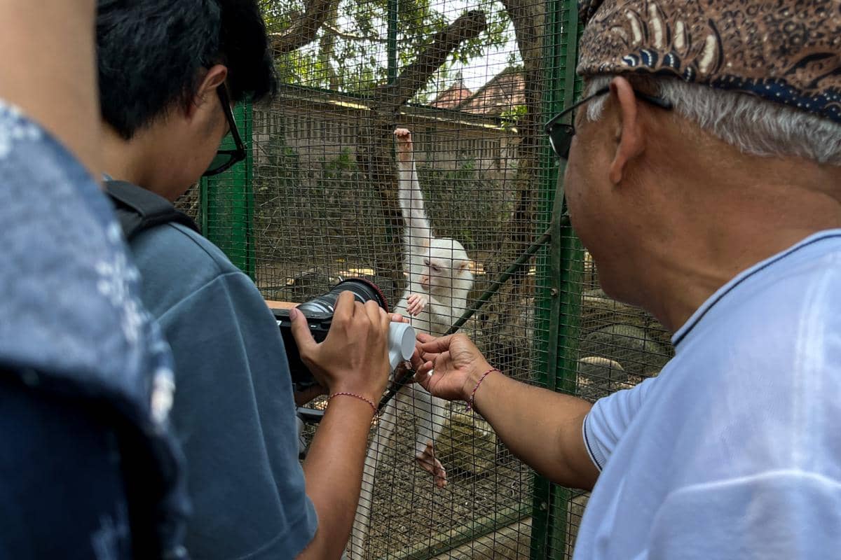 kera albino di Kemenuh Monkey River (dok.pribadi/Natalia Indah)