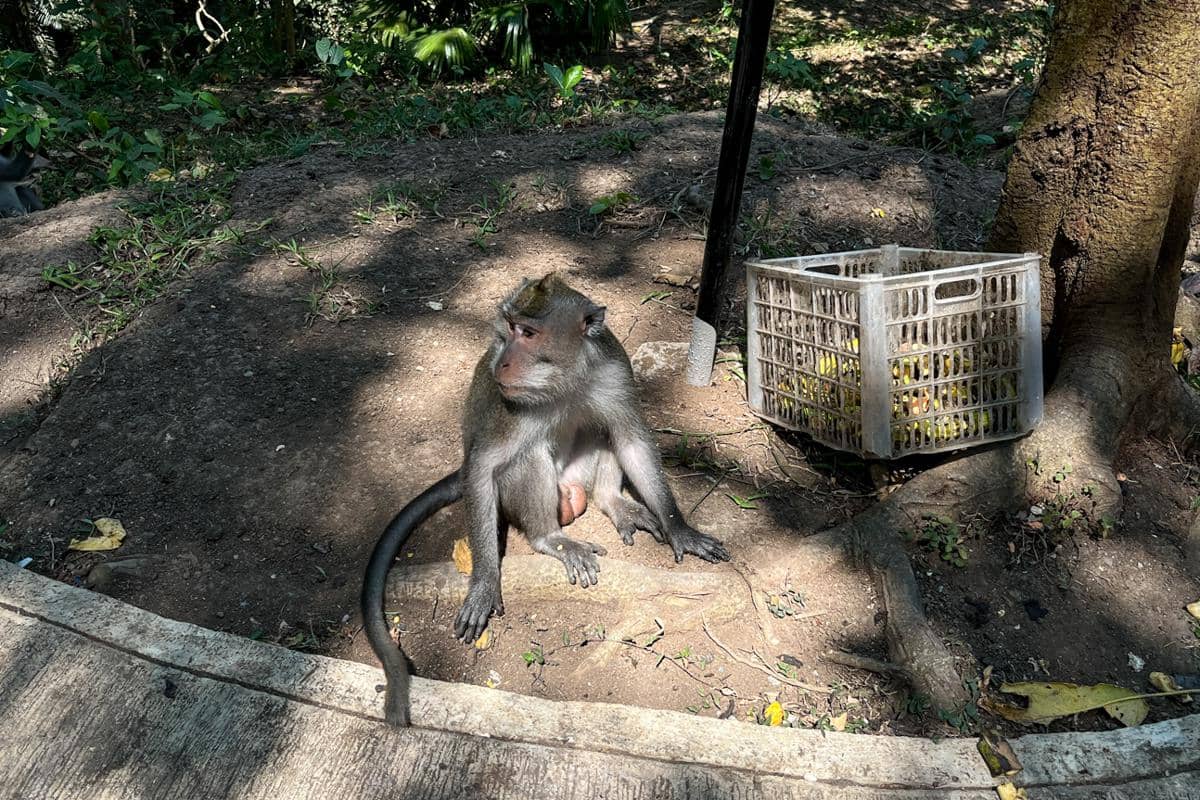 salah satu kera di Kemenuh Monkey River (dok.pribadi/Natalia Indah)