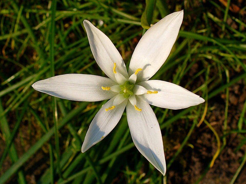 5 Fakta Common Star of Bethlehem, Bunga Bintang yang Menyimpan Racun