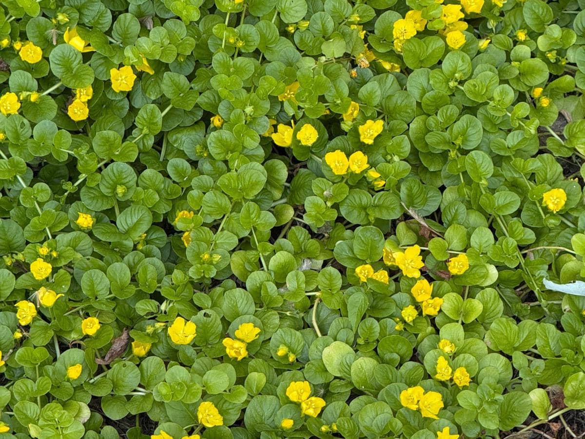 ilustrasi lysimachia nummularia aurea