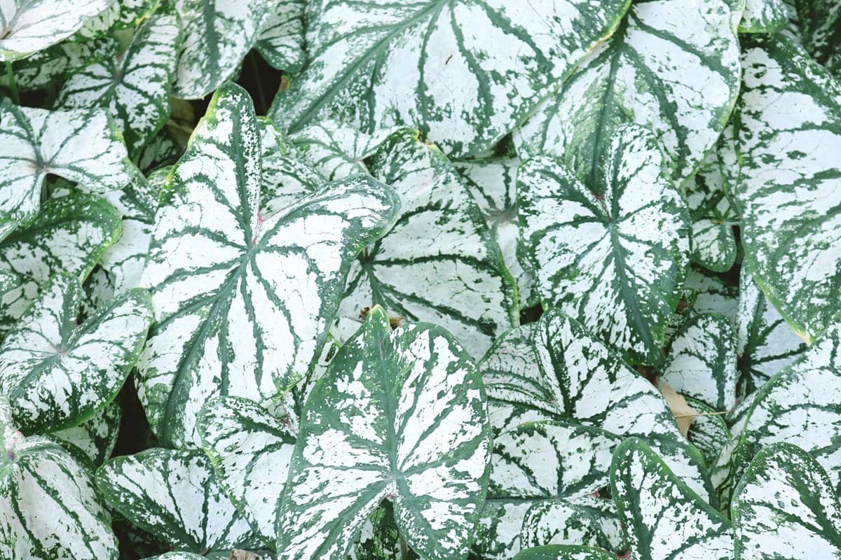 ilustrasi caladium