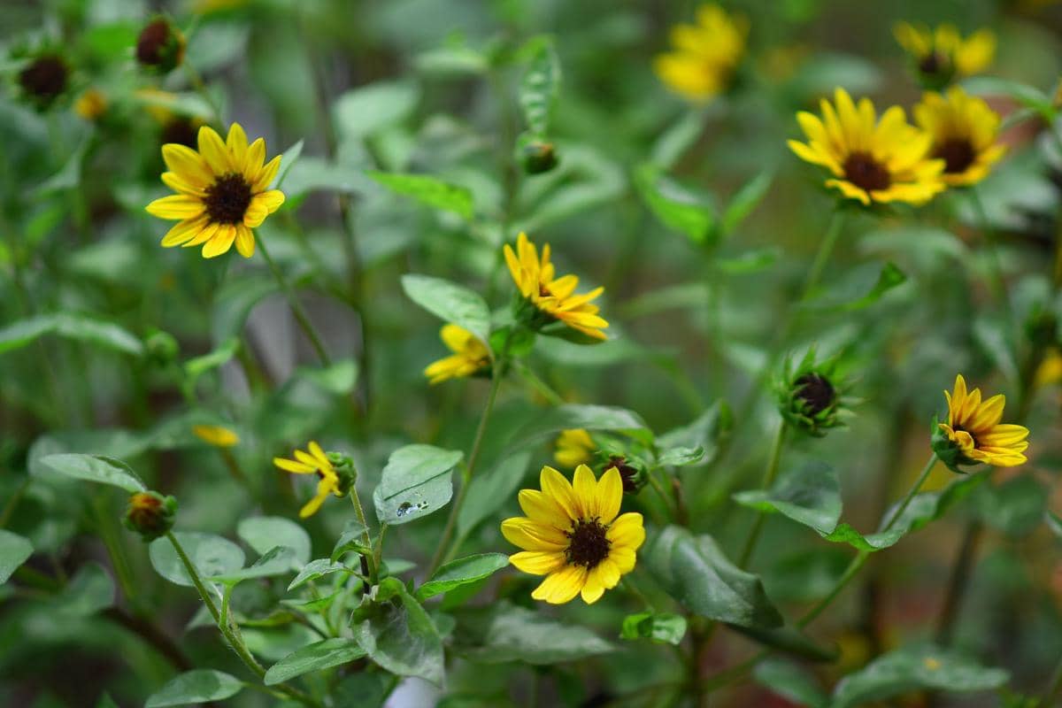 ilustrasi sanvitalia procumbens