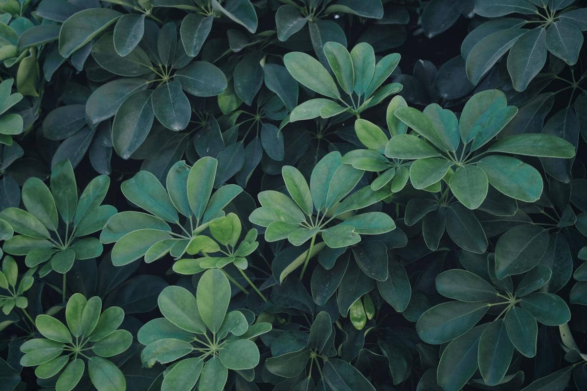 Daun