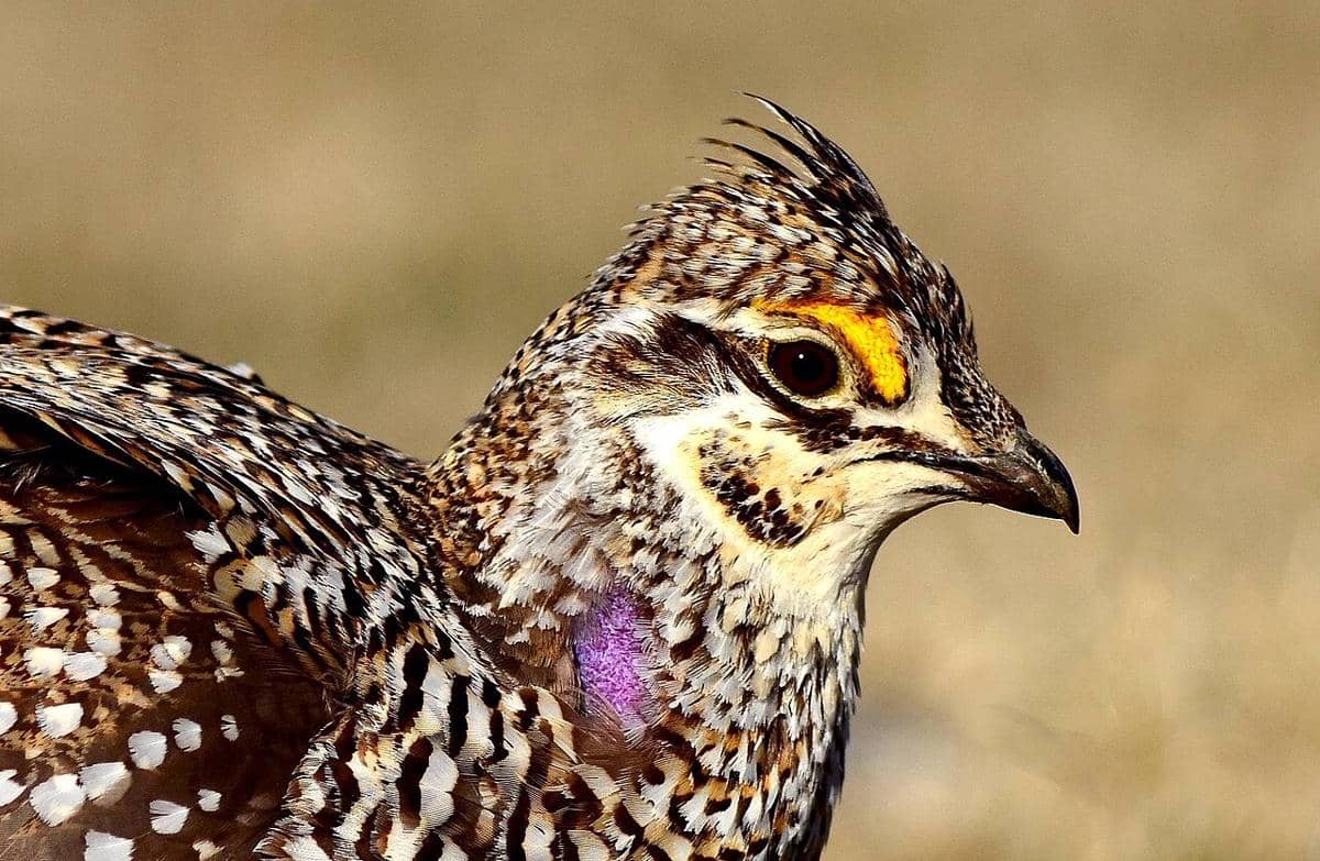 grouse ekor tajam