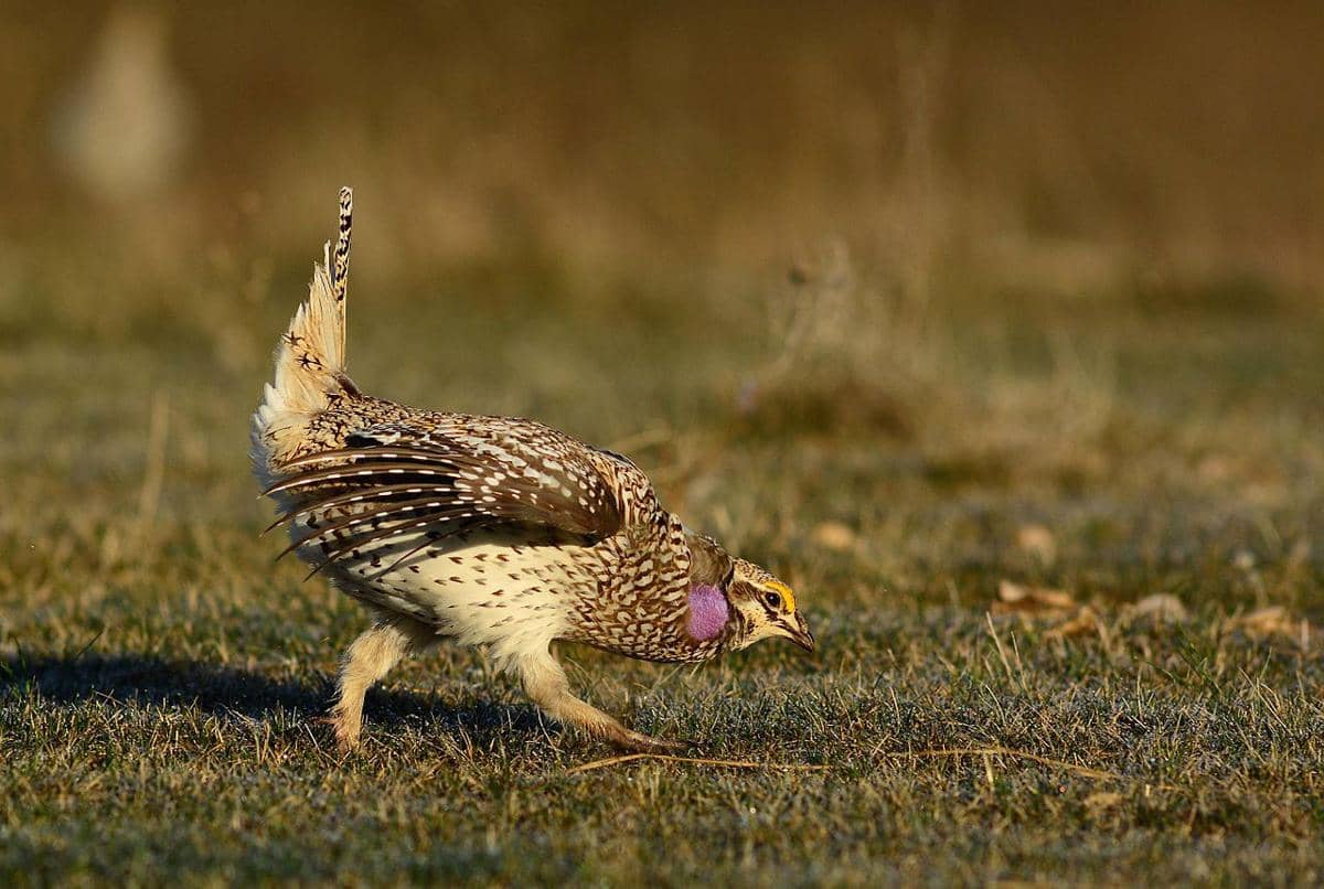 grouse ekor tajam menari