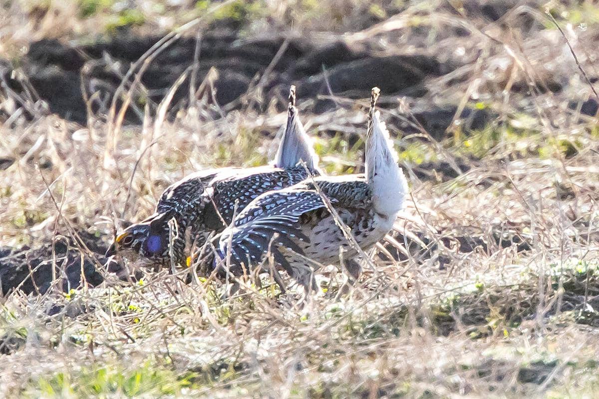 grouse ekor tajam mencari makan
