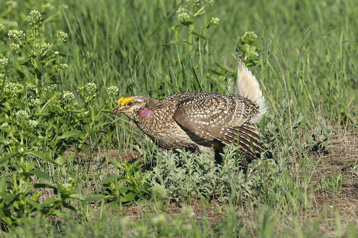 grouse ekor tajam