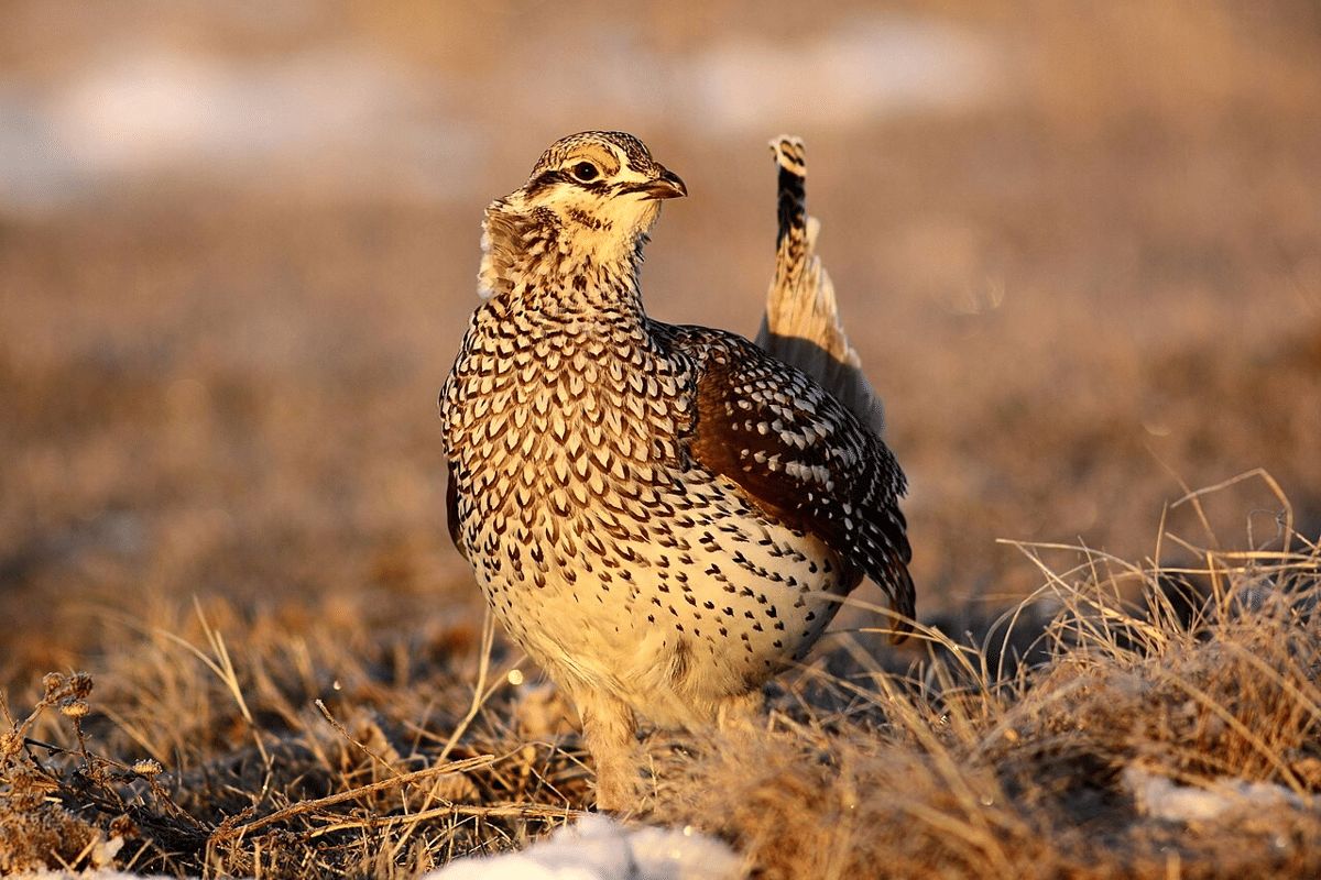 5 Fakta Unik Grouse Ekor Tajam, Mencari Makan di Atas Tanah