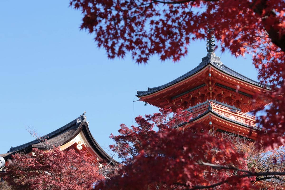 Daun maple berwarna merah dan oranye berubah warna di kompleks Pagoda Koyasu pada suasana musim gugur.