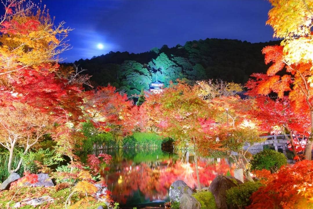 Pemandangan malam musim gugur di Kuil Eikandō Zenrin-ji dengan pepohonan berdaun merah yang diterangi lampu.