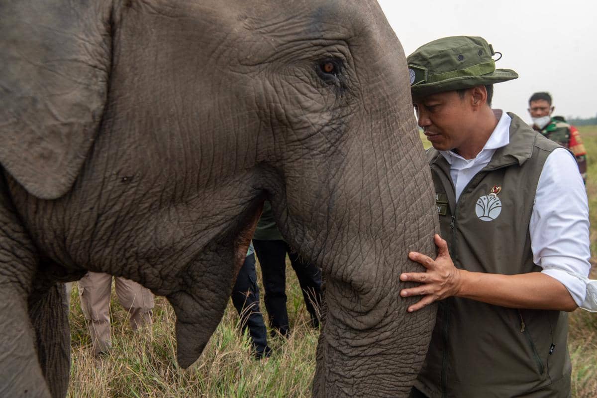 Menhut Tinjau Karhutla Padang Sugihan, Pastikan 29 Gajah Sumatra Sehat
