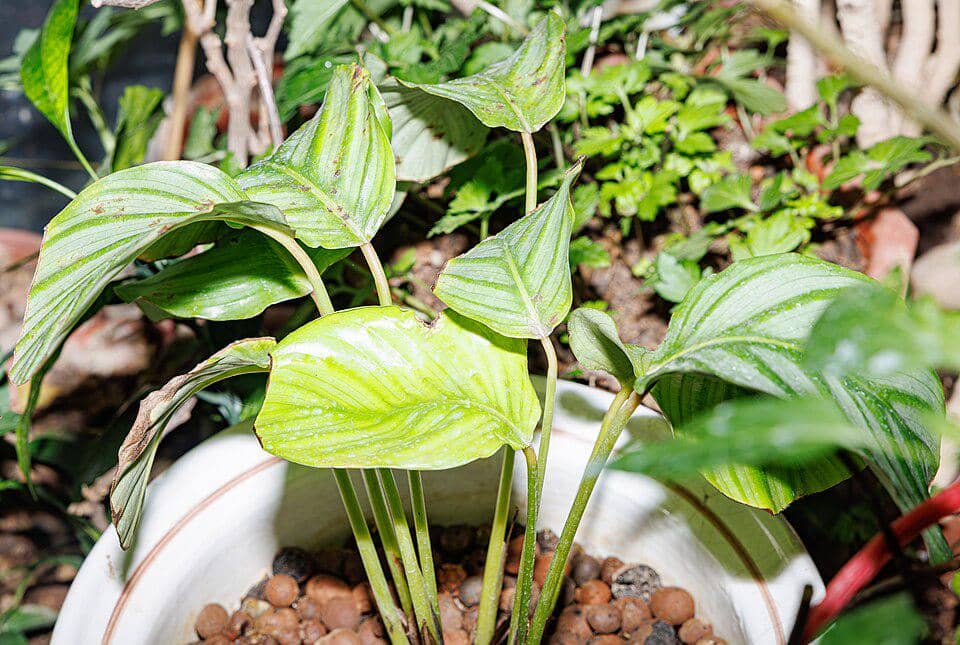 ilustrasi calathea orbifolia