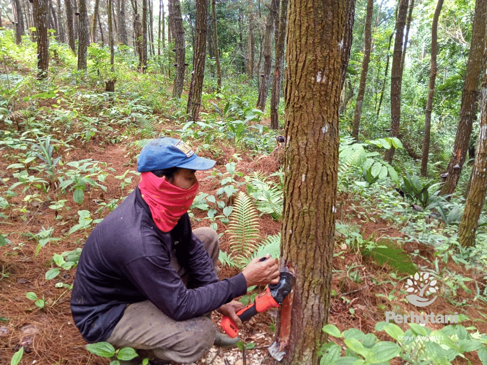 Panen Naik, Perhutani Serap 61 Ribu Penyadap Getah Pinus