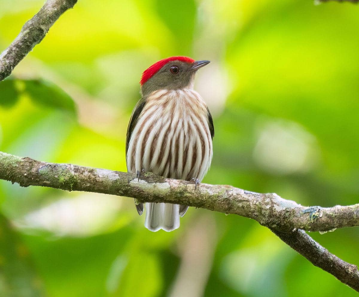 Kinglet Manakin (Machaeropterus regulus).