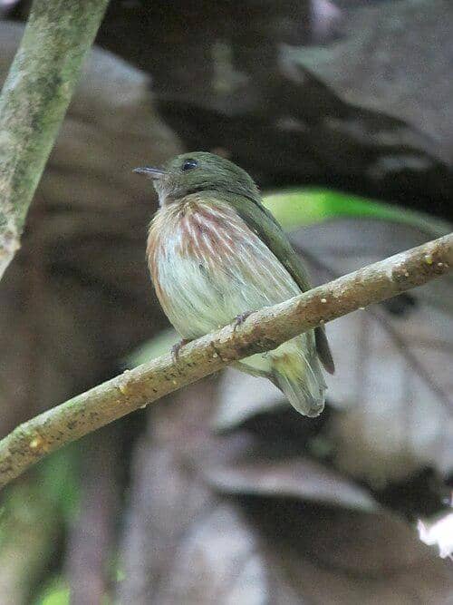 Kinglet Manakin (Machaeropterus regulus) betina.