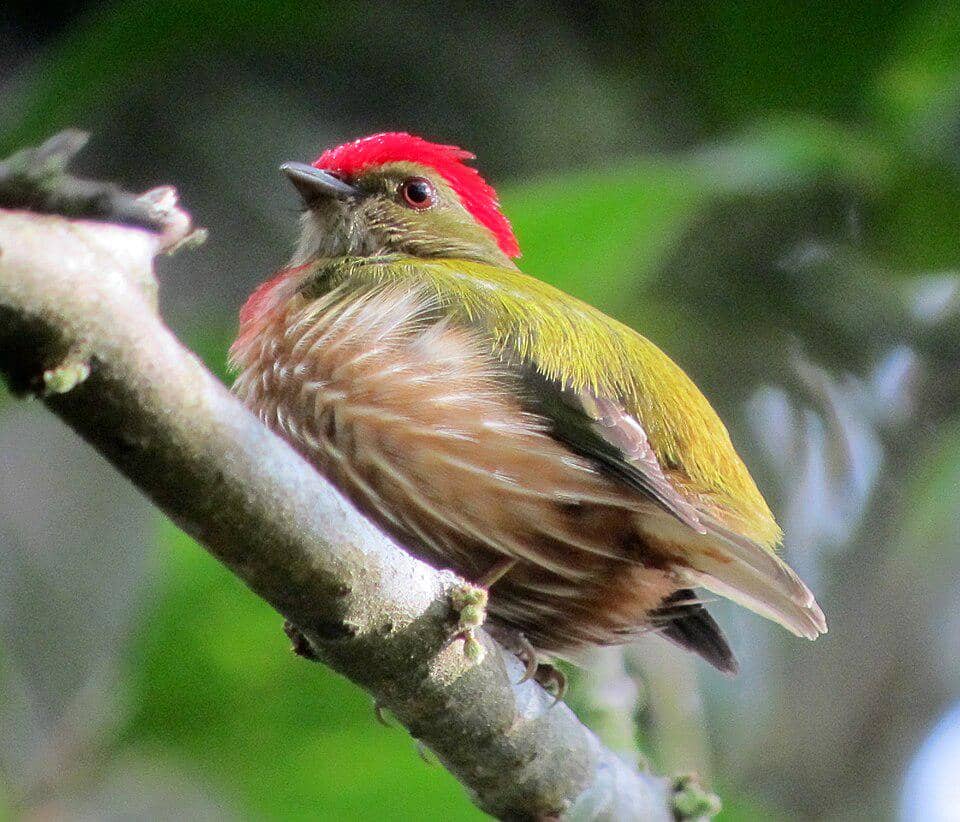 Kinglet Manakin (Machaeropterus regulus).