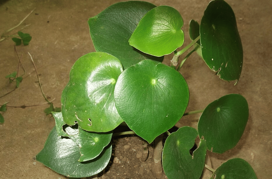 ilustrasi peperomia raindrop
