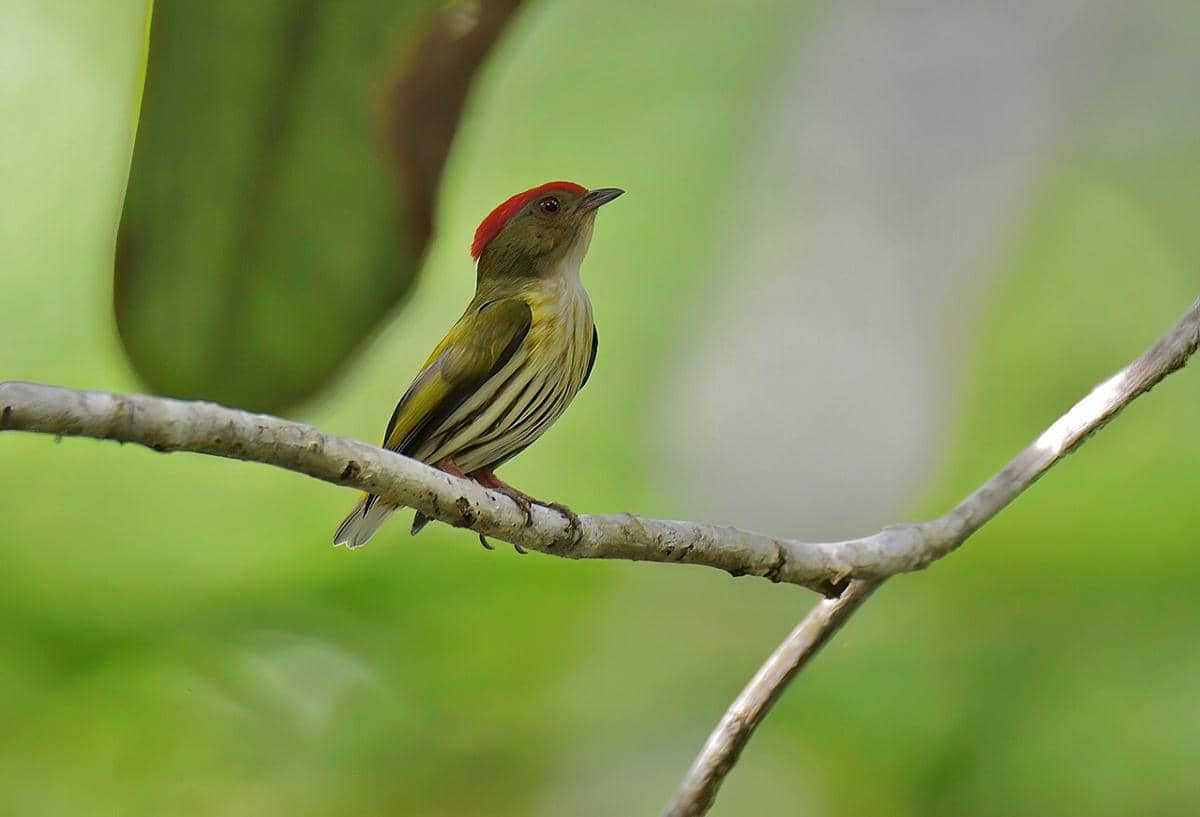 5 Fakta Kinglet Manakin, Burung Pengicau Endemik Brasil
