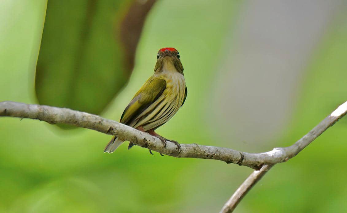 Kinglet Manakin (Machaeropterus regulus).