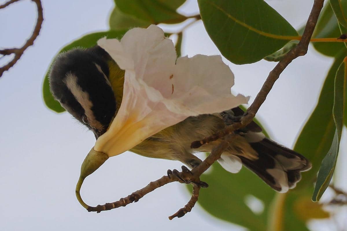 Bananaquit