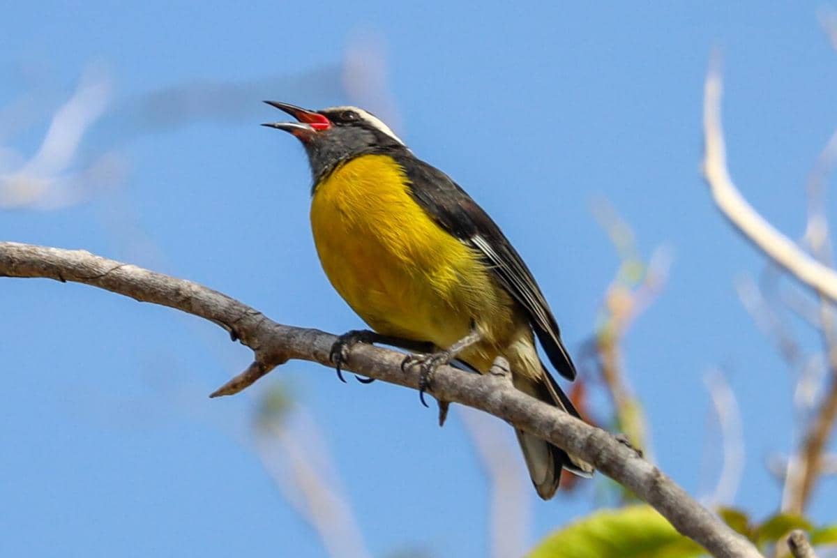 Bananaquit