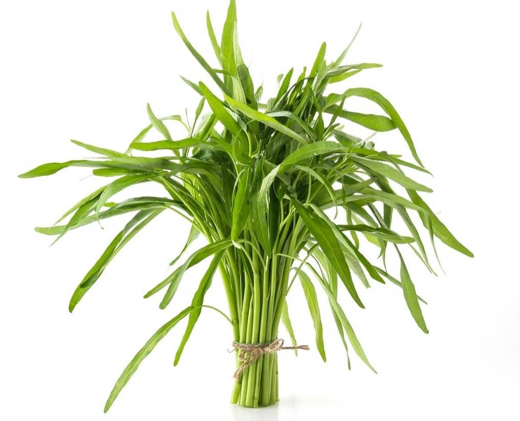 ilustrasi kangkung