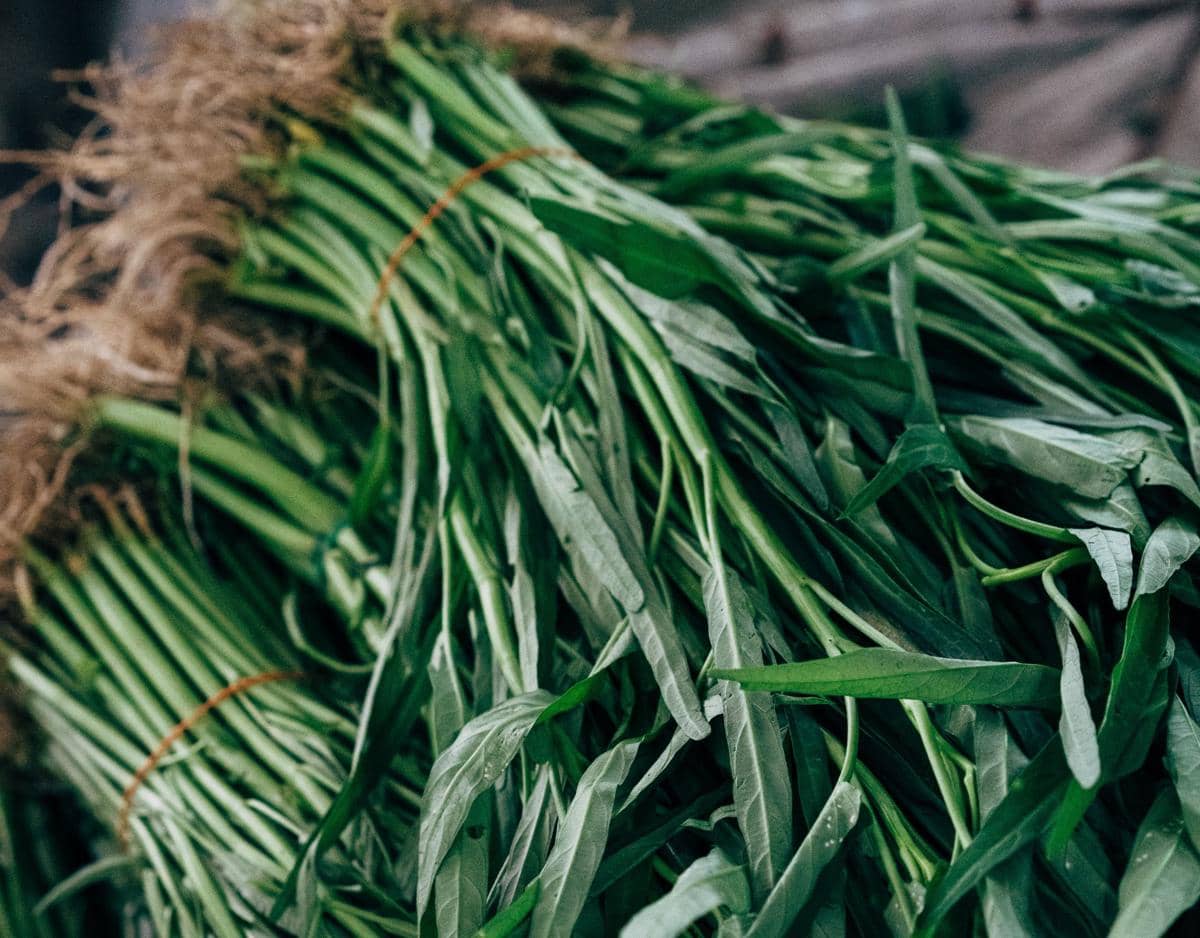 ilustrasi kangkung
